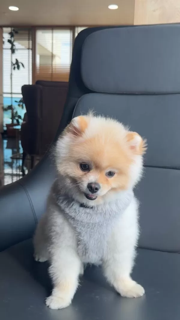 A Kalite Pomeranian Boo Ankara İçi Elden Verilecek