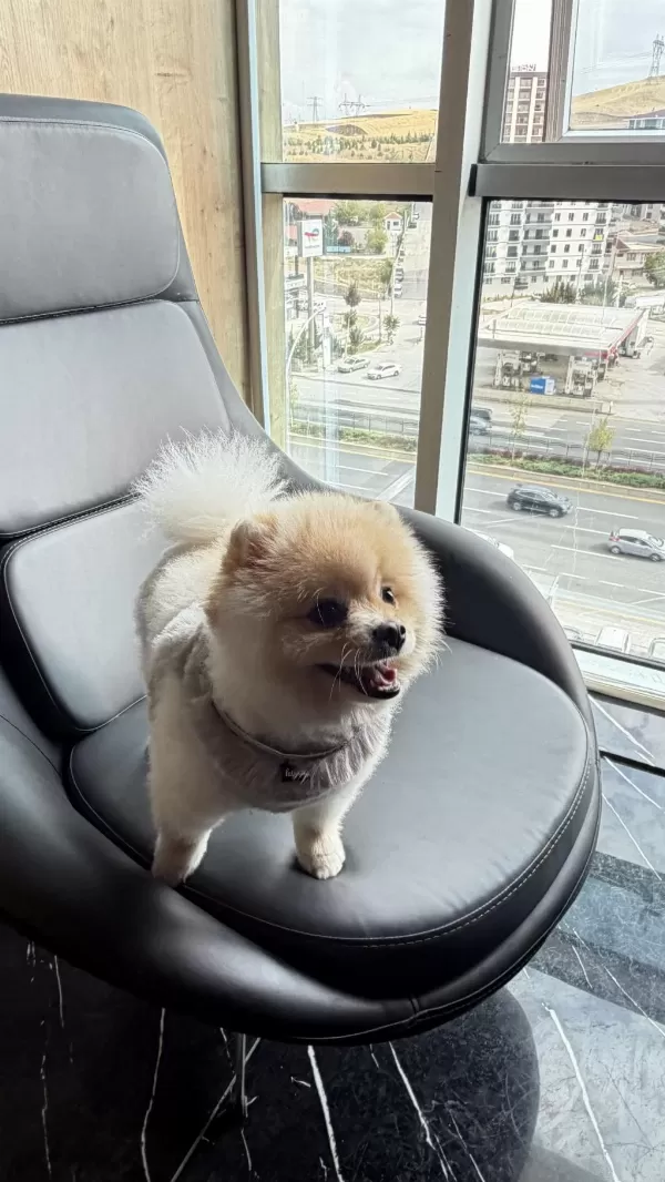 A Kalite Pomeranian Boo Ankara İçi Elden Verilecek