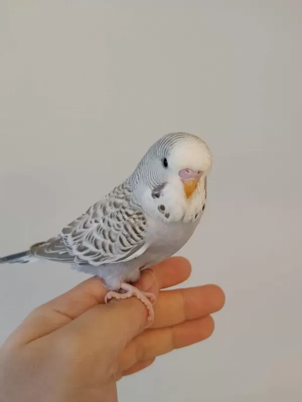 Yeni Yeme Düşen Jumbo Erkek Yavru Muhabbet Kuşu