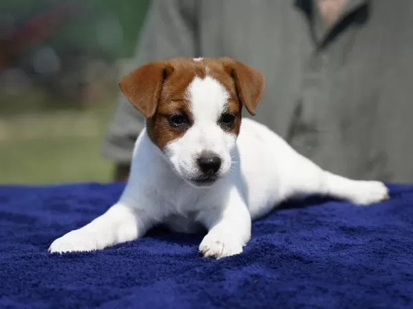 Fci-kif Şecereli Sağlıklı Ve Safkan Kısa Tüylü Köpeğimiz