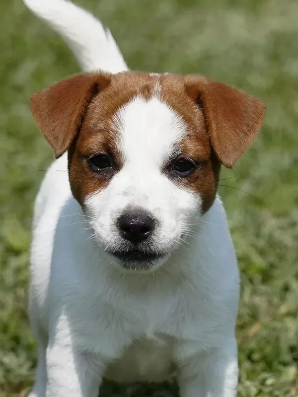 Fci-kif Şecereli Sağlıklı Ve Safkan Kısa Tüylü Köpeğimiz