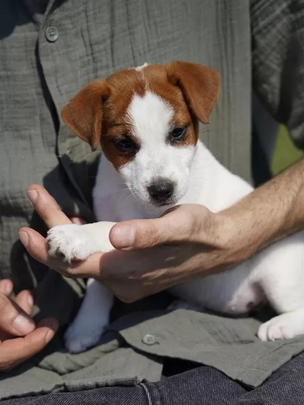 Fci-kif Şecereli Sağlıklı Ve Safkan Kısa Tüylü Köpeğimiz