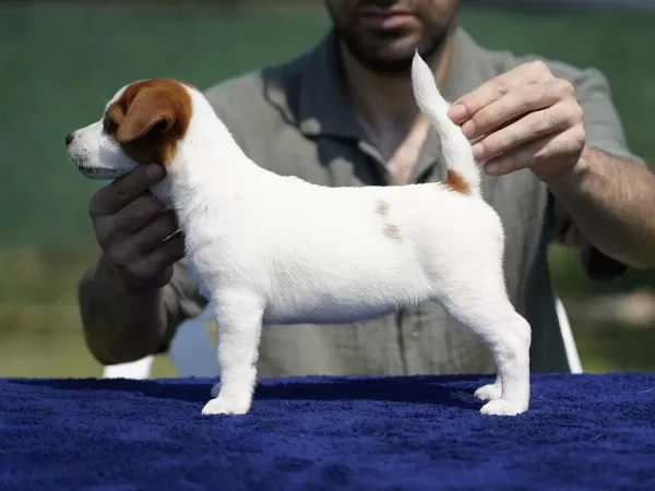Fci-kif Şecereli Sağlıklı Ve Safkan Kısa Tüylü Köpeğimiz