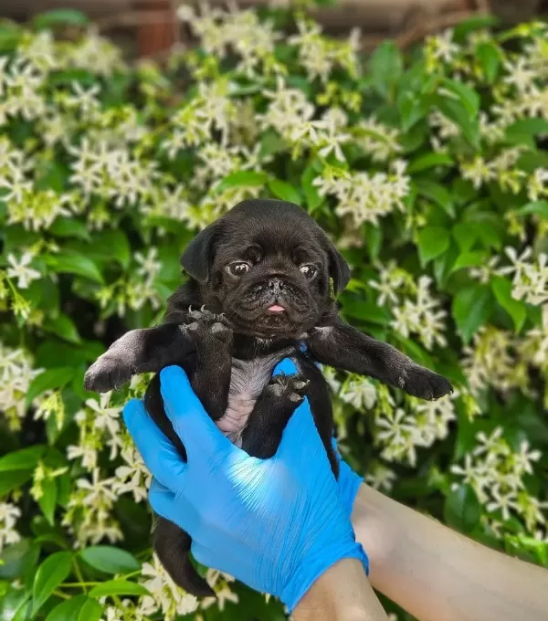 Si Msi Yah Pug Yavrularimiz Di Şi