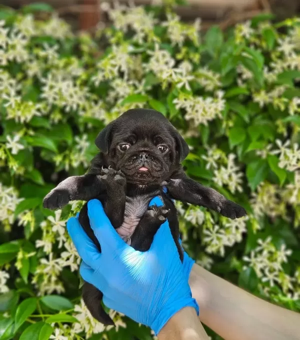Si Msi Yah Pug Yavrularimiz Di Şi