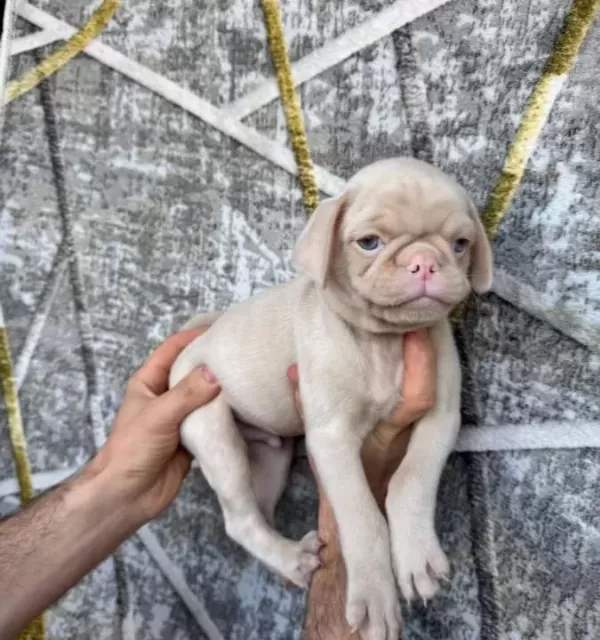 Si Yah Ve Pi Nk Di Şi Erkek Pug Yavrulari