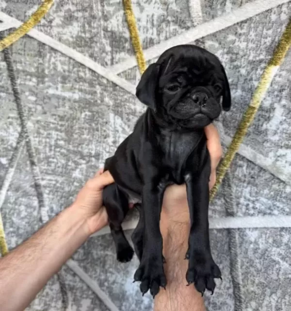 Si Yah Ve Pi Nk Di Şi Erkek Pug Yavrulari