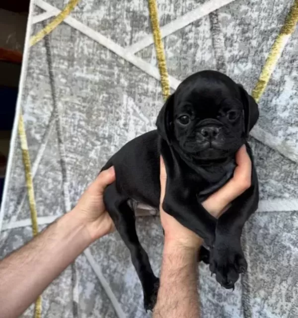 Si Yah Ve Pi Nk Di Şi Erkek Pug Yavrulari