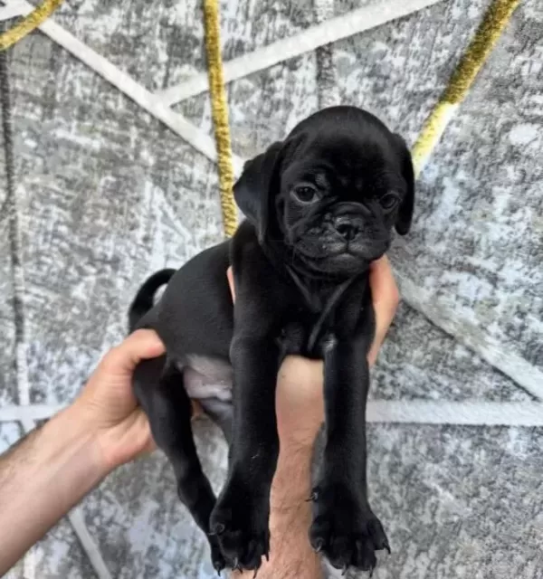 Si Yah Ve Pi Nk Di Şi Erkek Pug Yavrulari