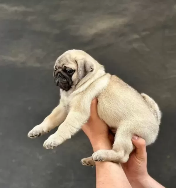 A Kalite Pug Mops Bebekler