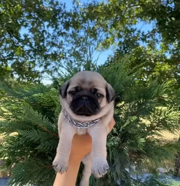 A Kalite Pug Mops Bebekler