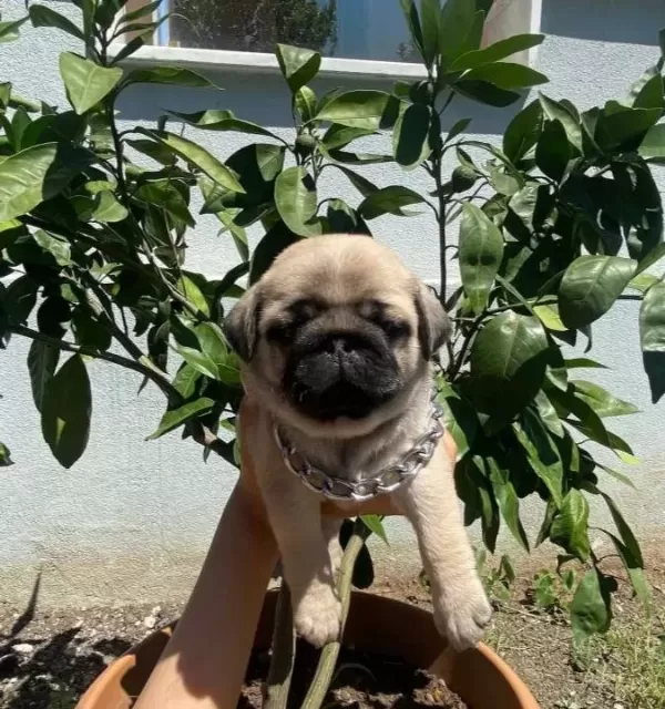 A Kalite Pug Mops Bebekler