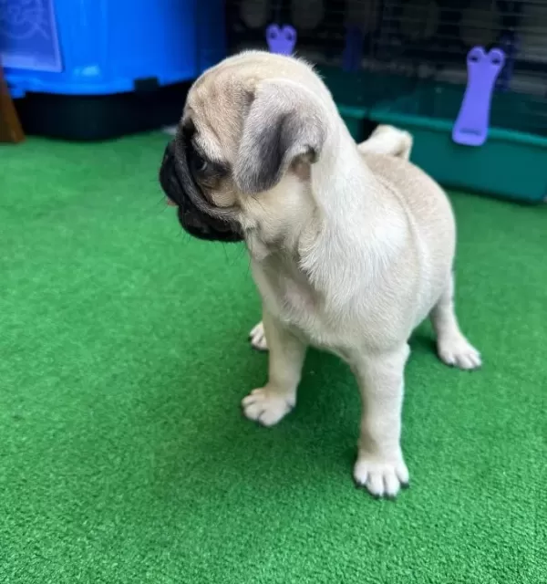 Muhteşem Anatomide Pug Mops Bebekler