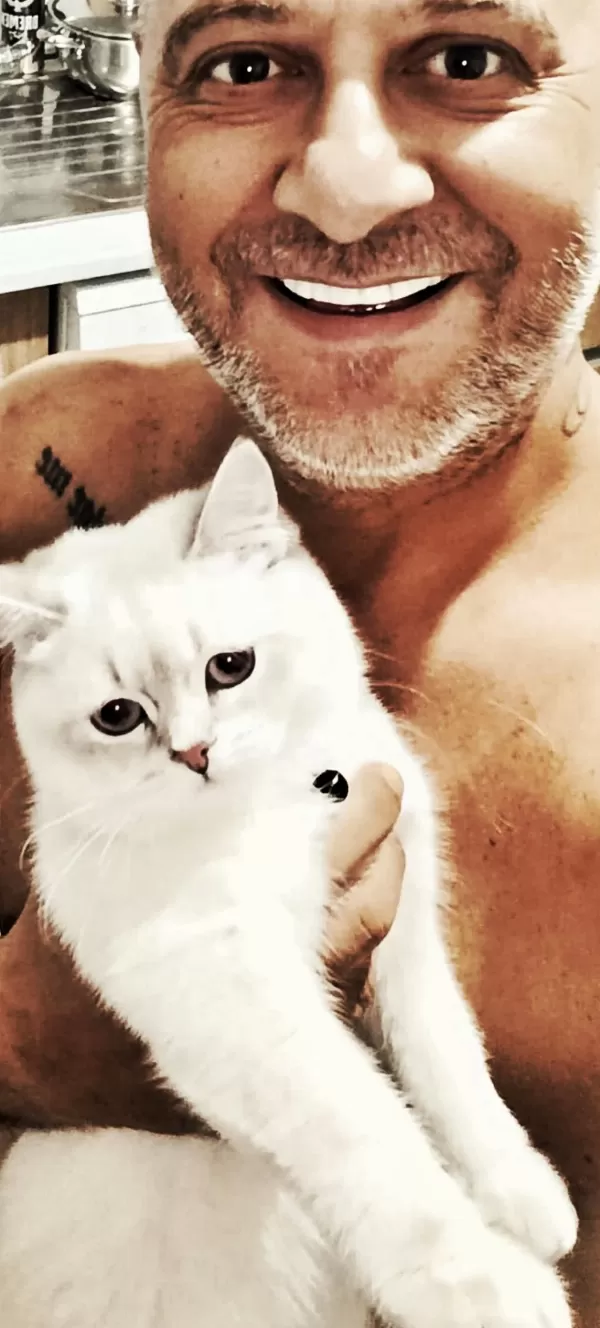 9 Aylık British Shorthair Blue Point