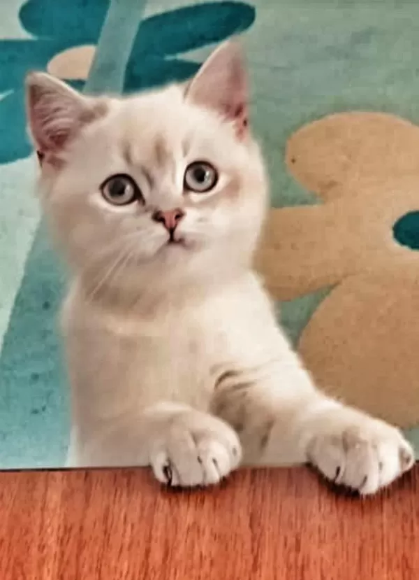 9 Aylık British Shorthair Blue Point