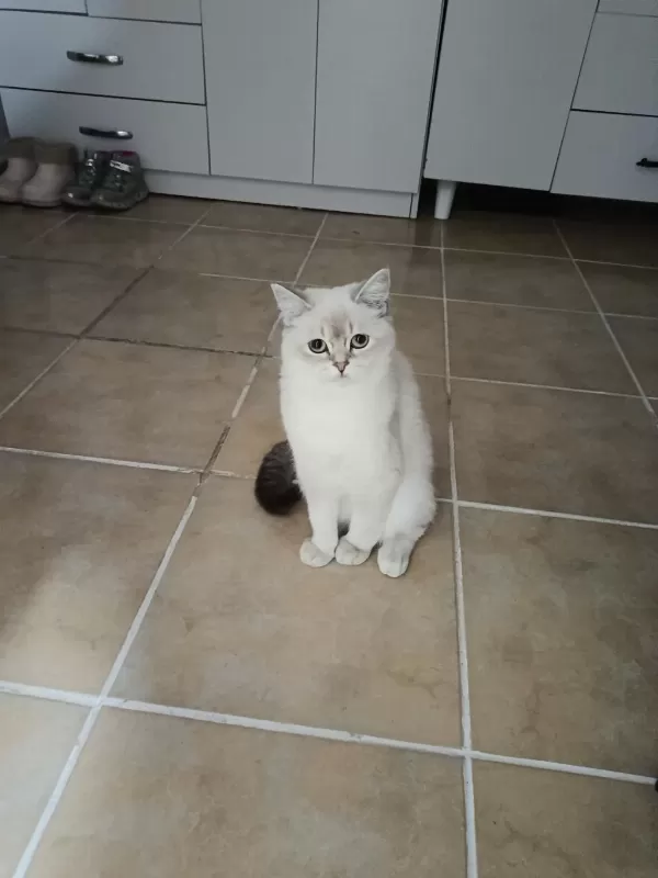 9 Aylık British Shorthair Blue Point