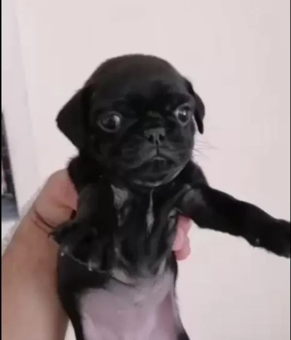 Pug Yavrularimiz İrk Ve Sağlık Garantili