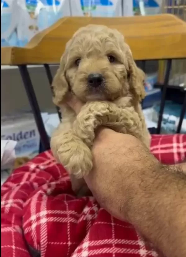 Maltipoo Yavrularimiz İrk Ve Sağlık Garantili