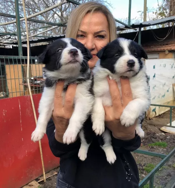 Akıllı Zeki Border Collie Yavrularımız