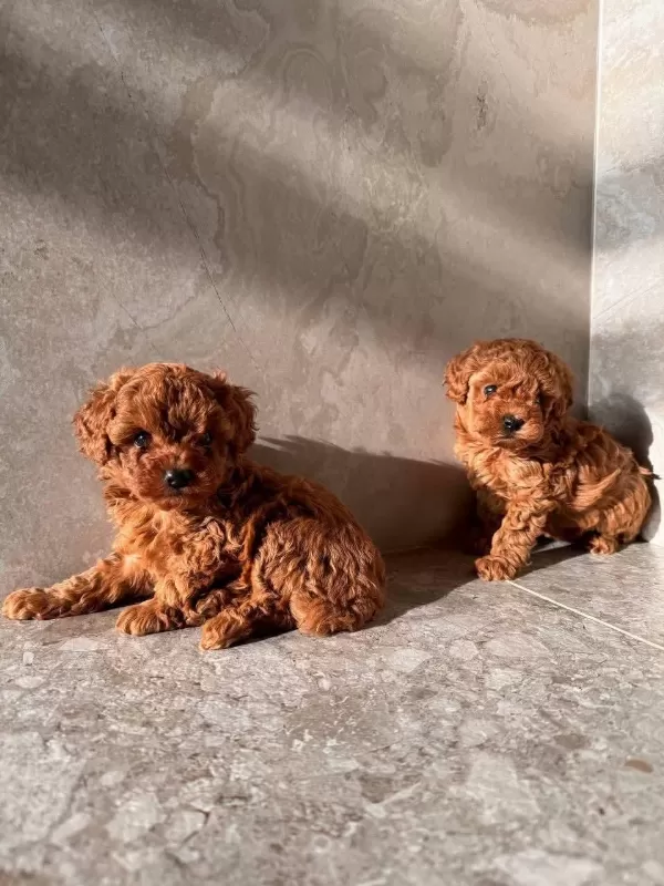Toy Poodle Veteriner Kontrollü Yavrular