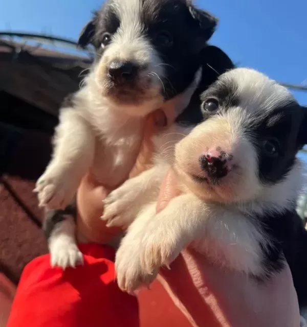 Border Collie Dişi Yavrularımız