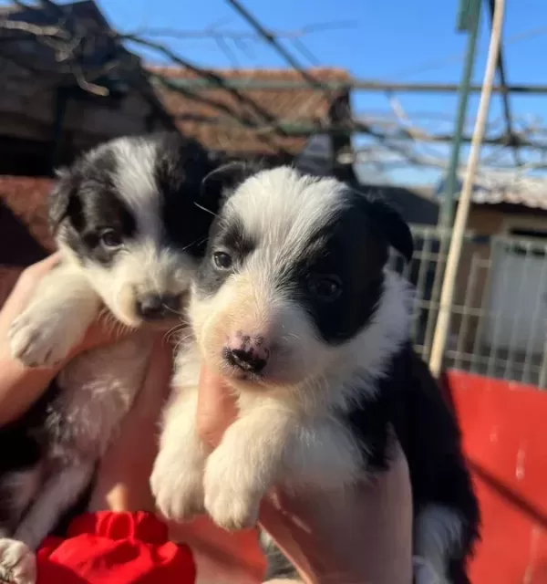 Border Collie Dişi Yavrularımız