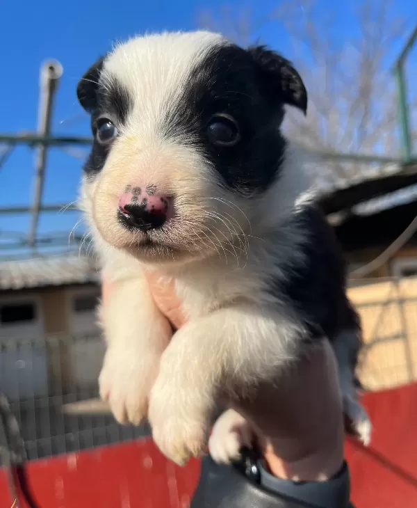 Border Collie Dişi Yavrularımız