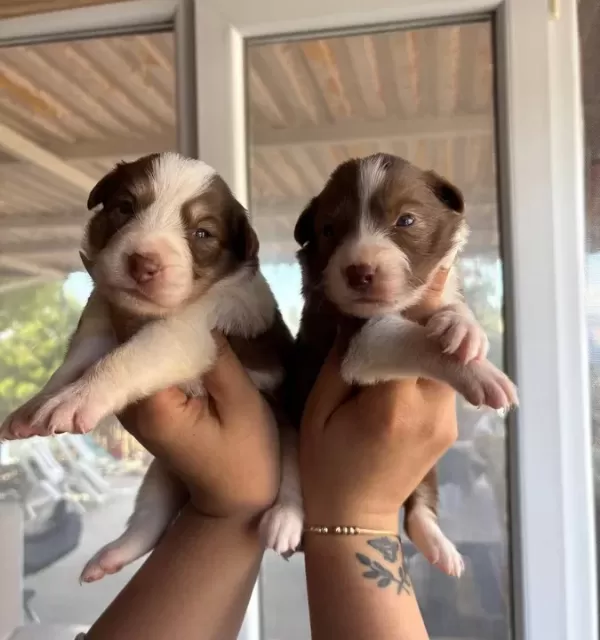 Mükemmel Border Collie Yavrularımız
