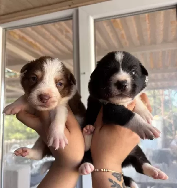 Mükemmel Border Collie Yavrularımız