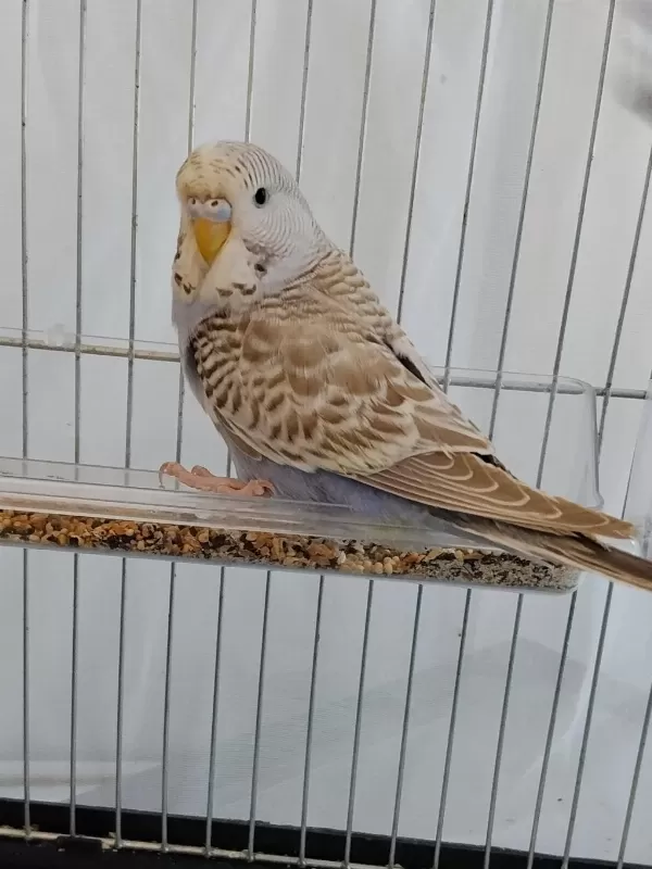 3 Aylik Dişi Jumbo Muhabbet