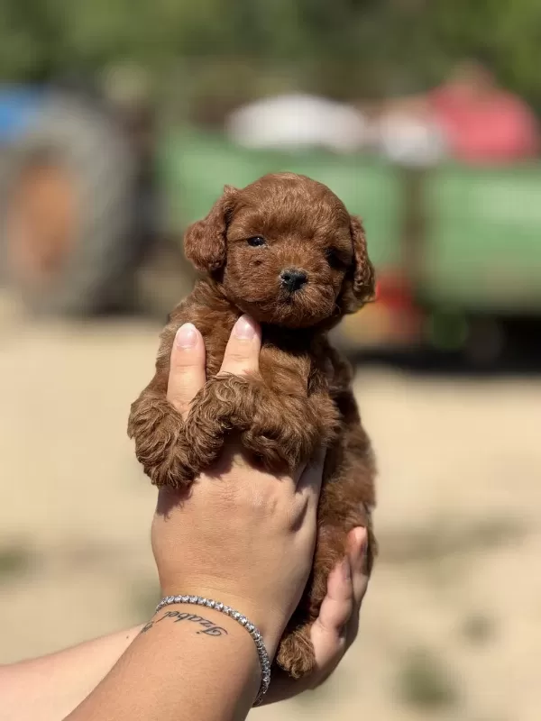 Çiş Eğitimli Aşili Küçük Boy Poodle