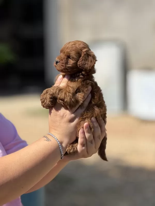 Çiş Eğitimli Aşili Küçük Boy Poodle