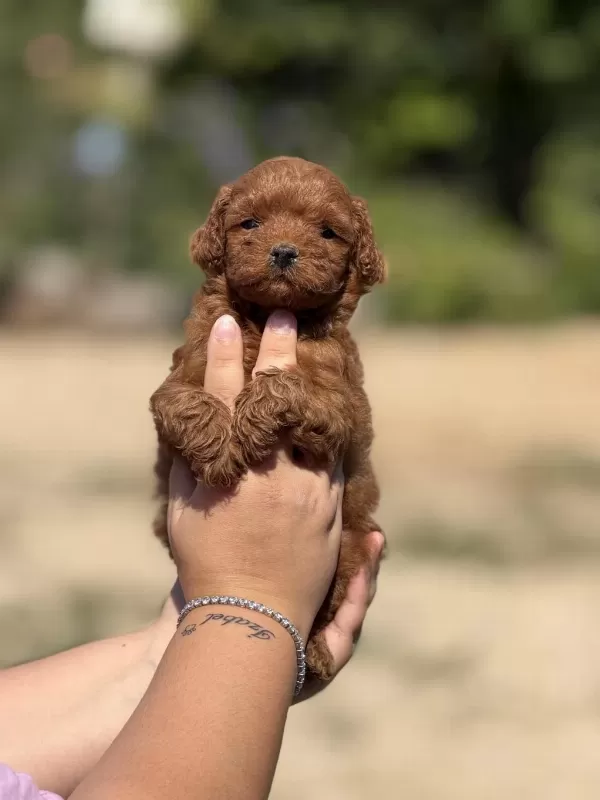 Çiş Eğitimli Aşili Küçük Boy Poodle