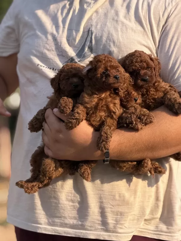 Çiş Eğitimli Aşili Küçük Boy Poodle