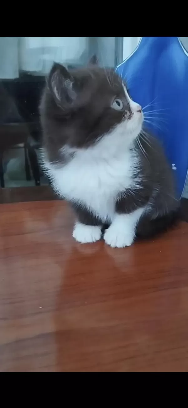 Harika Çikolata Kedilerim