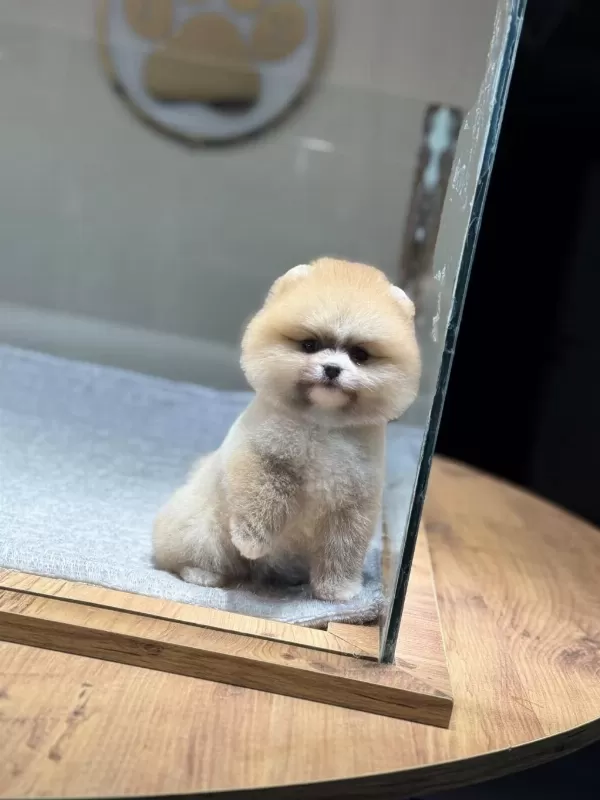 Sağlik Ve İrk Garantili Pomeranian