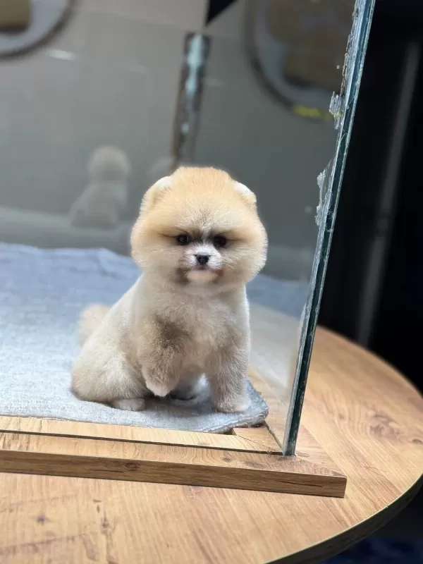 Sağlik Ve İrk Garantili Pomeranian
