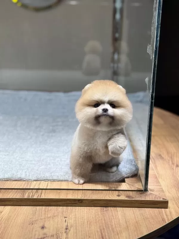 Sağlik Ve İrk Garantili Pomeranian
