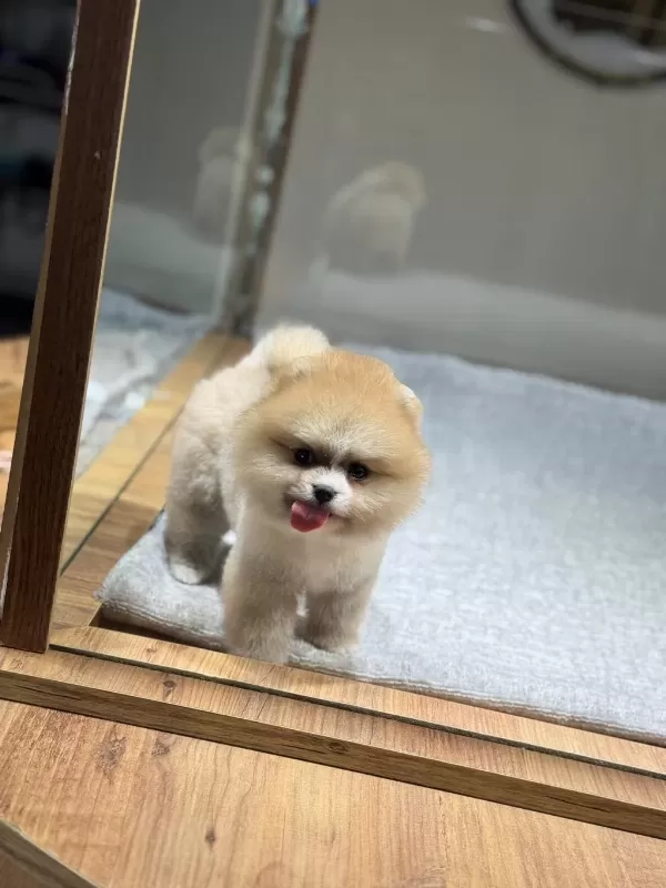 Sağlik Ve İrk Garantili Pomeranian