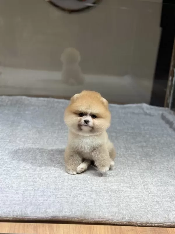 Sağlik Ve İrk Garantili Pomeranian