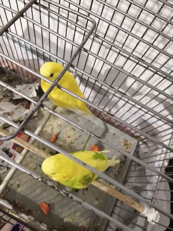 Ele Alışkın Sevmeye Veya Üretime Uygun Genç Kuşlarım
