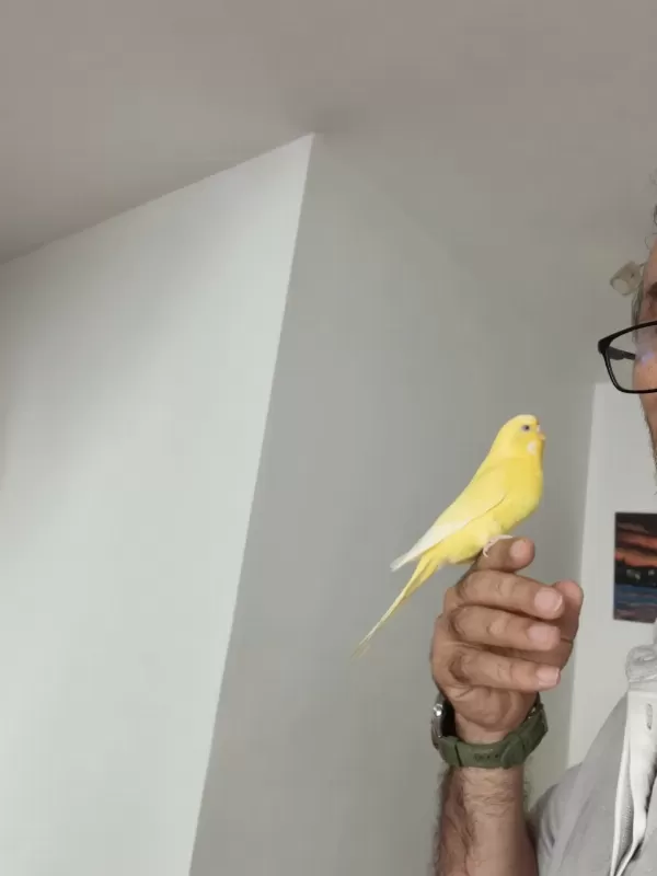Ele Alışkın Sevmeye Veya Üretime Uygun Genç Kuşlarım