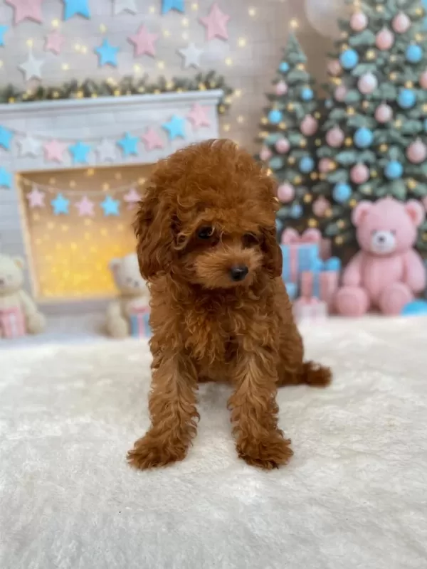 Yetişkin Dişi Poodle