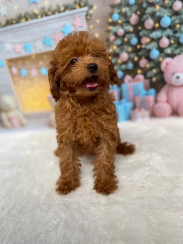 Yetişkin Dişi Poodle