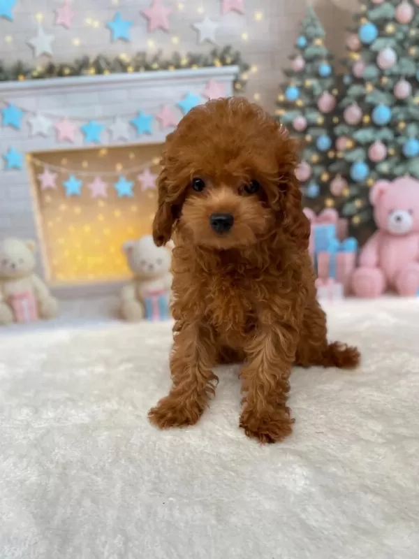 Yetişkin Dişi Poodle