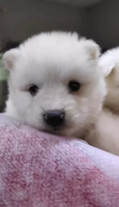 Samoyed Yavrularım Irk Ve Sağlık Garantilidir