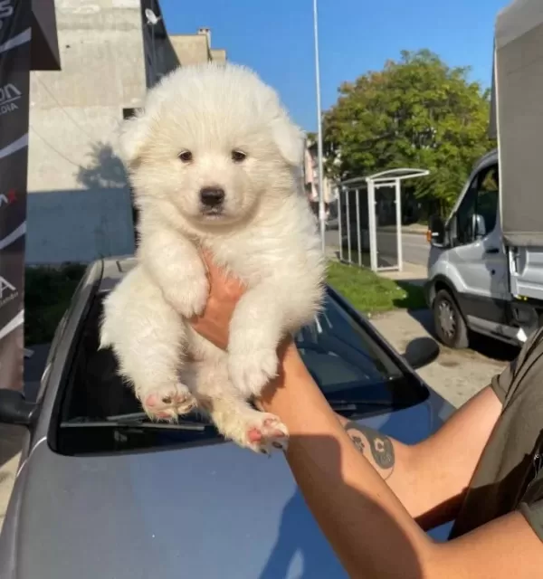 Samoyed Yavrularım Irk Ve Sağlık Garantilidir