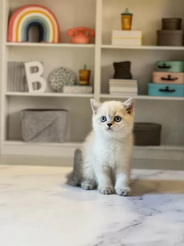 British Shorthair Dünya Tatlisi Yavrularim