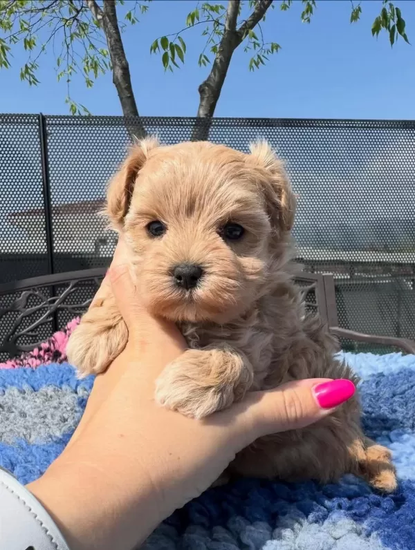 Dünya Tatlisi Maltipoo Yavrulari