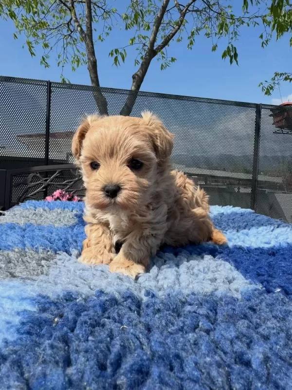 Dünya Tatlisi Maltipoo Yavrulari